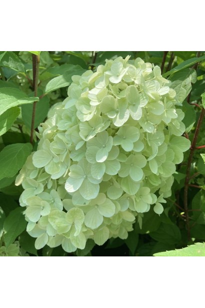 Цвітіння гортензії волотистої ’Геркулес’ у липні